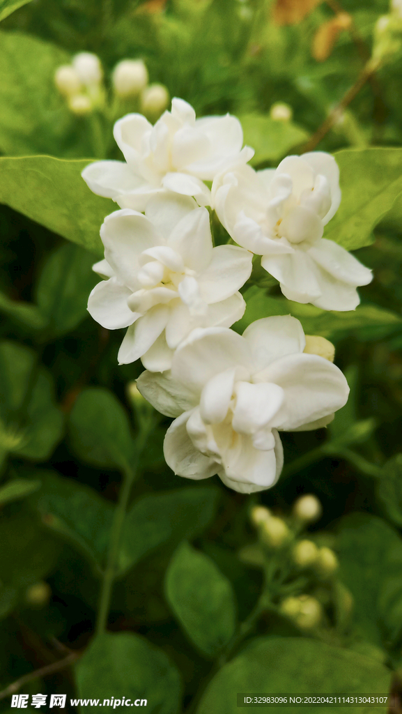 綻放茉莉花