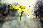 雨中独立的黄菊花