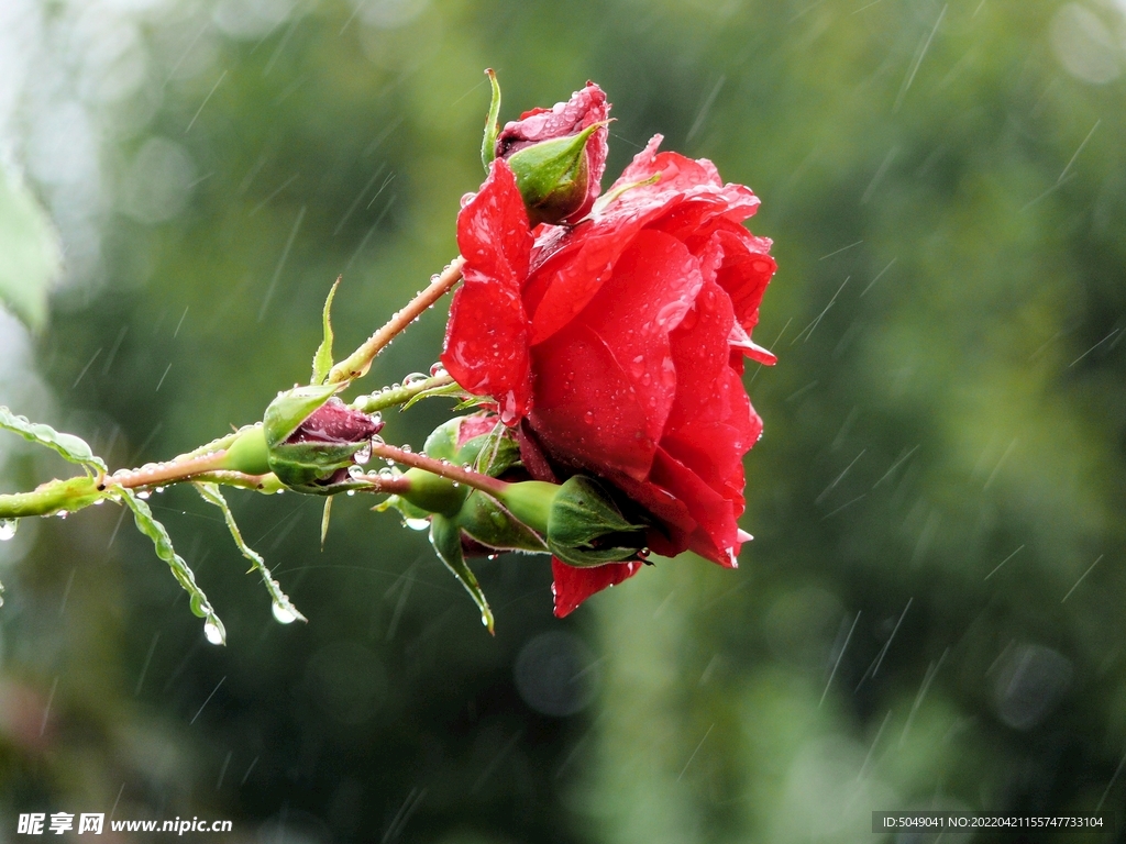 雨中一支红花特写