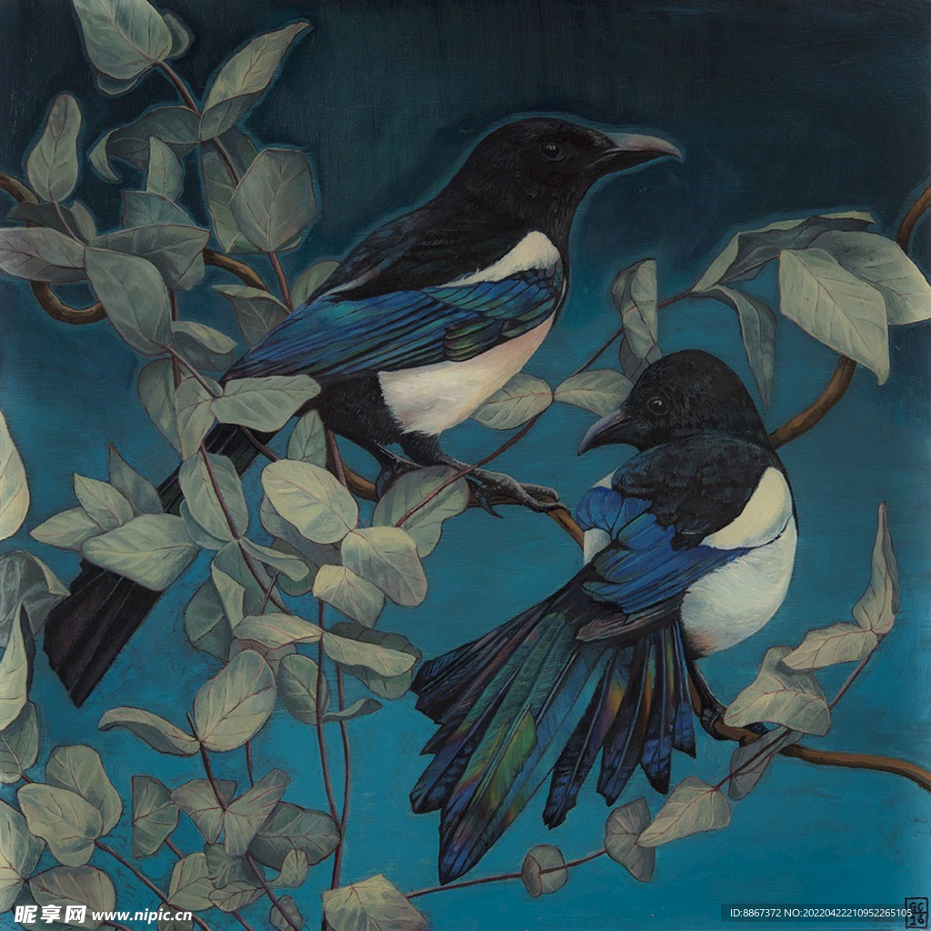 喜鵲精品圖