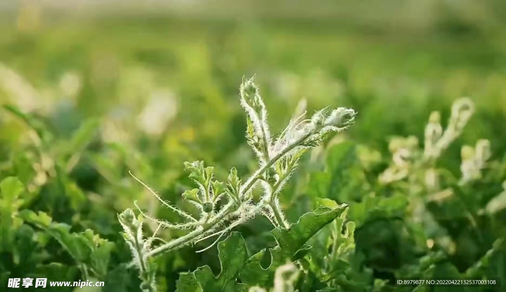 西瓜  發(fā)芽 樹苗 瓜苗 