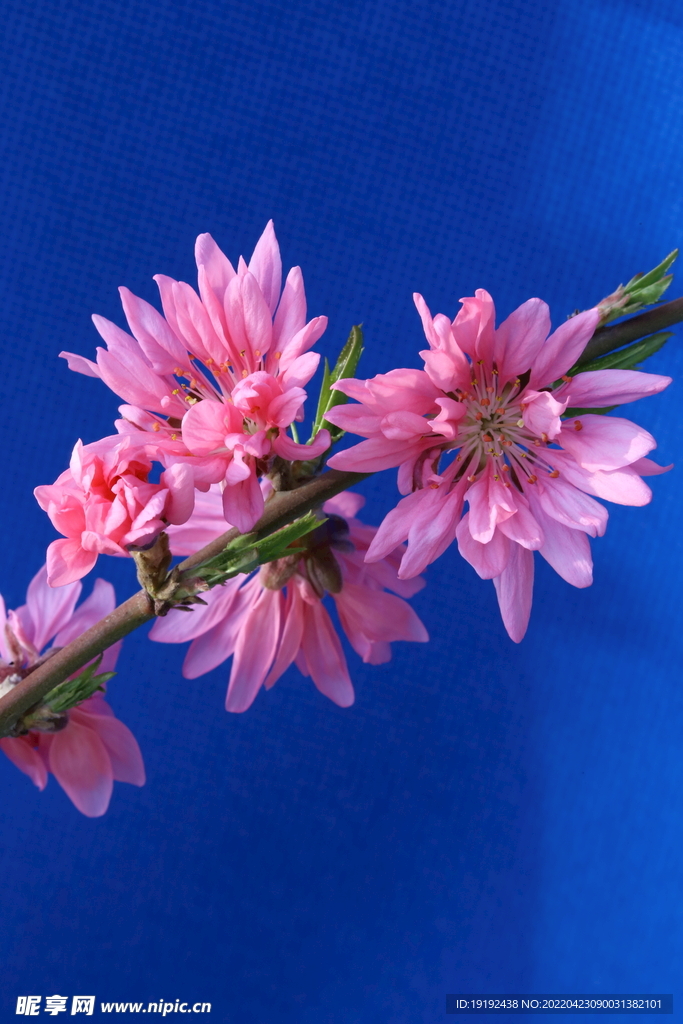 菊花桃 