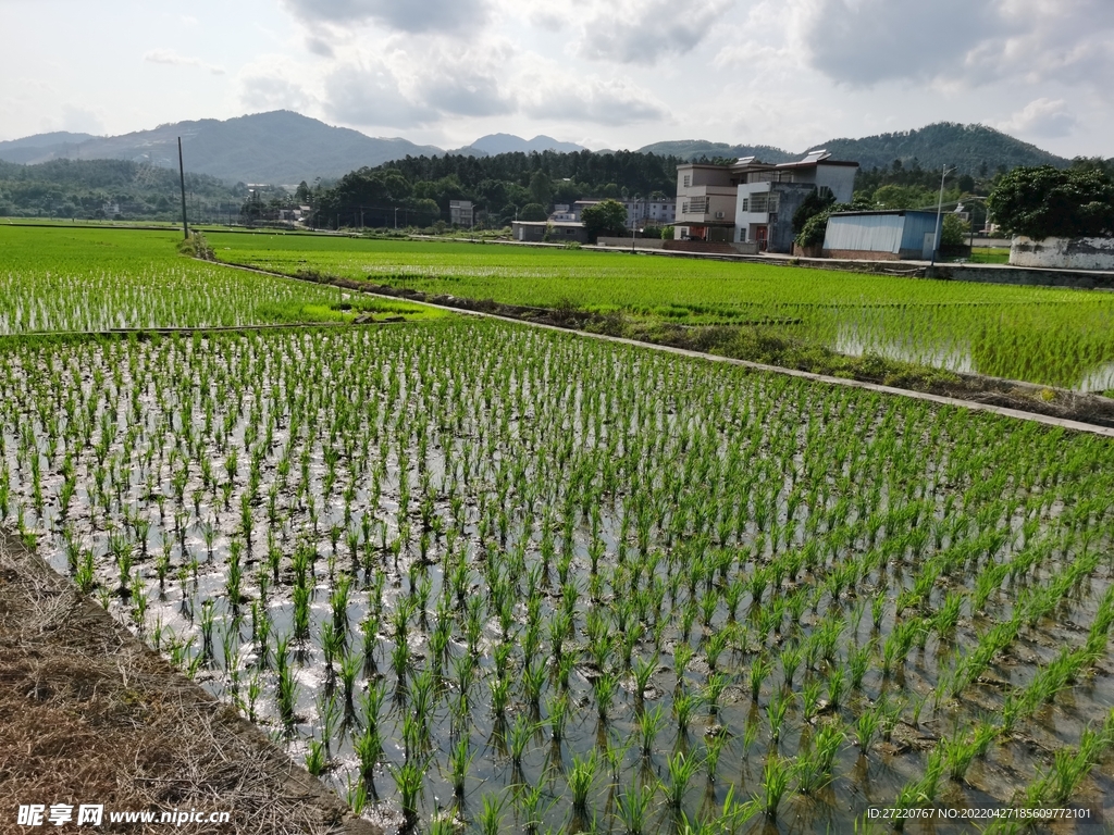 绿色田野 美丽乡村 水稻背景