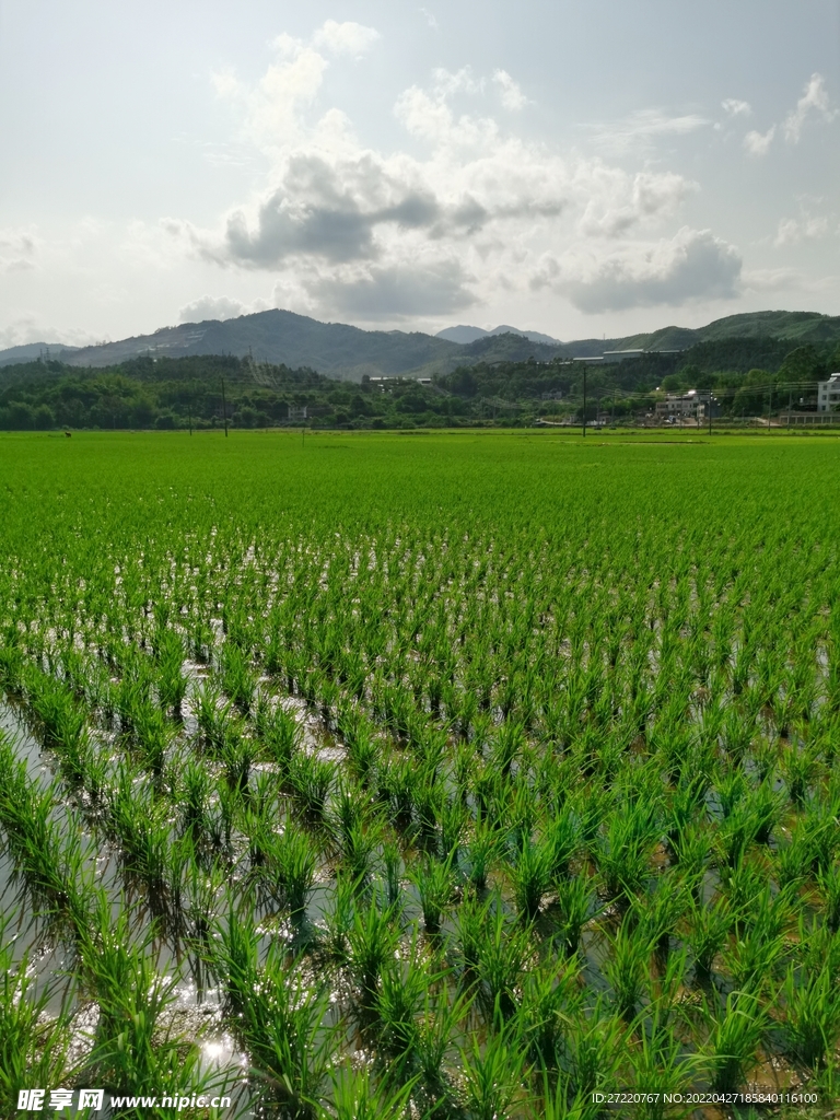 美丽田园 自然水稻田背景