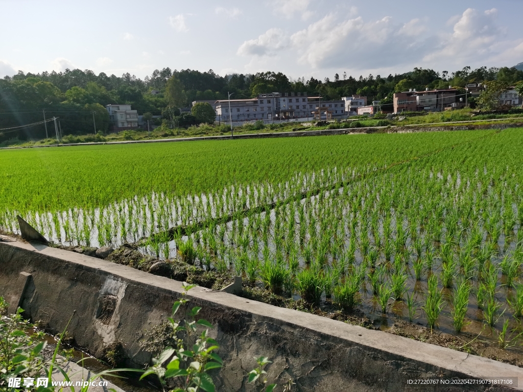 水稻 农田风景