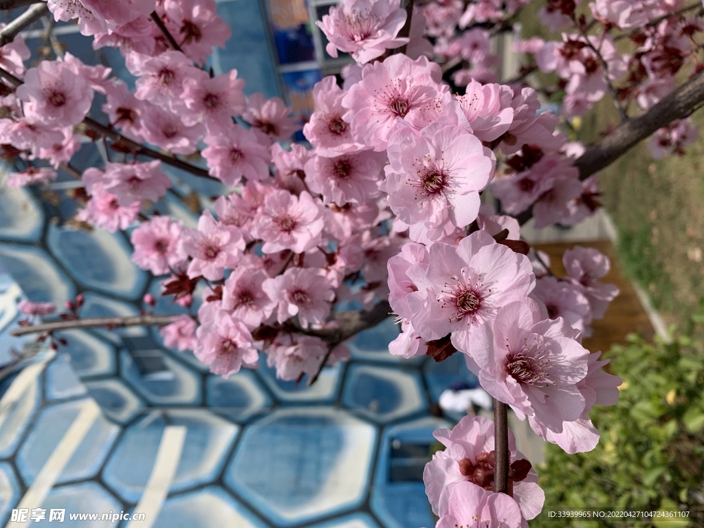 桃花