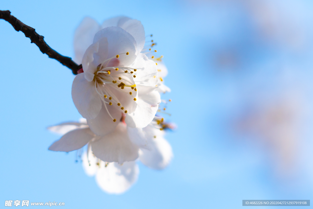 春天里盛开的白色桃花