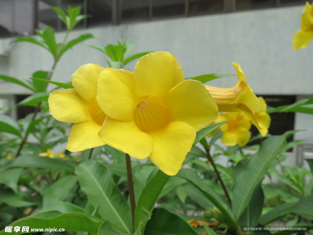 花