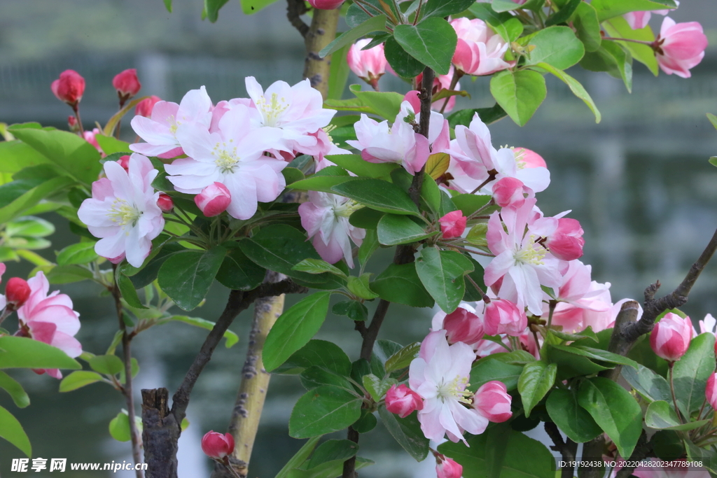 西府海棠花
