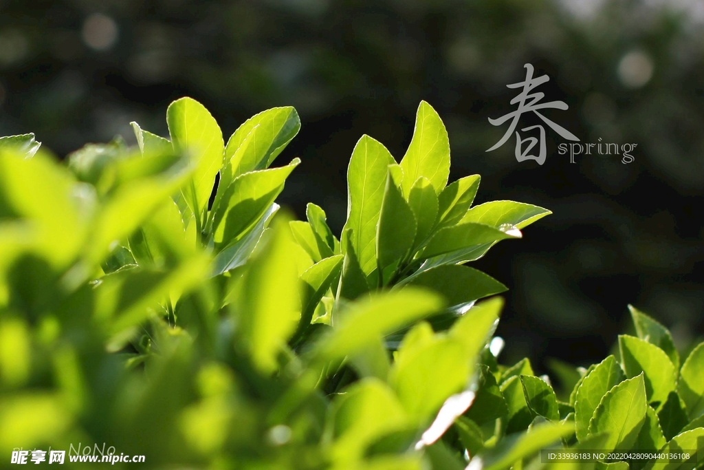 春季