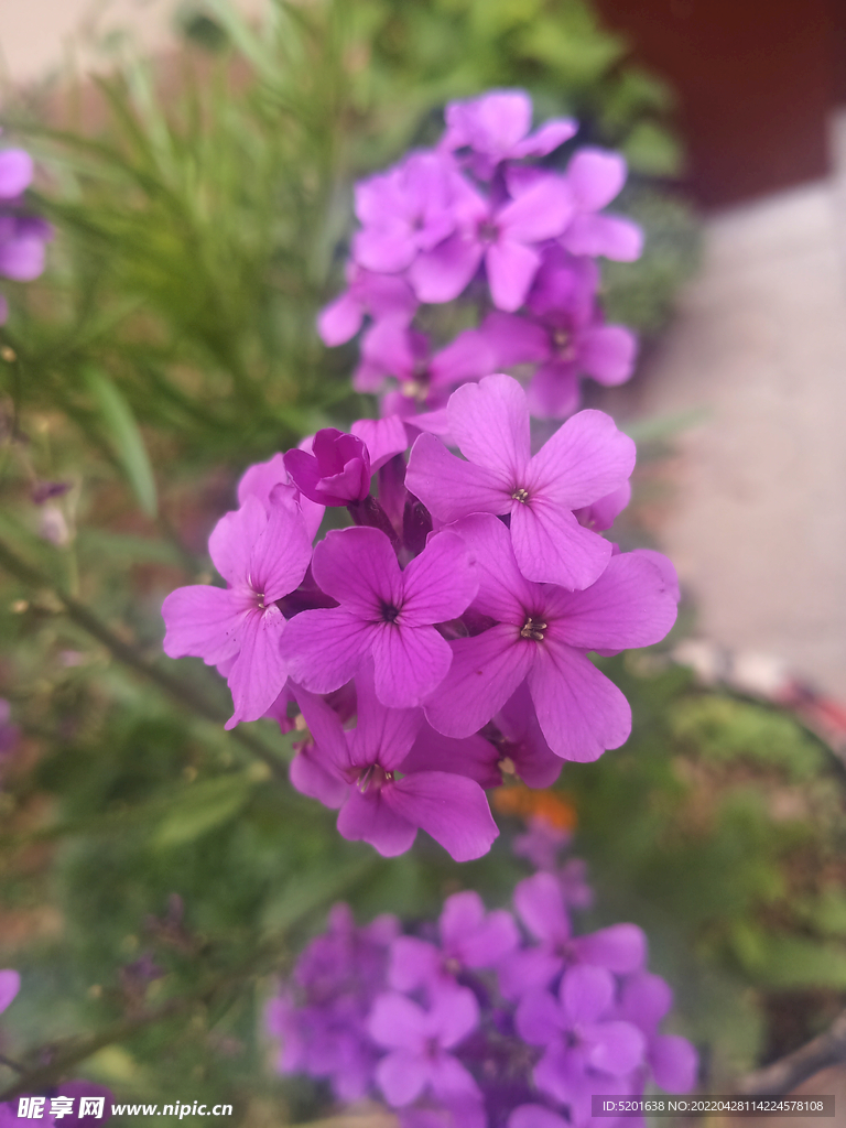 花旗桿 綠植