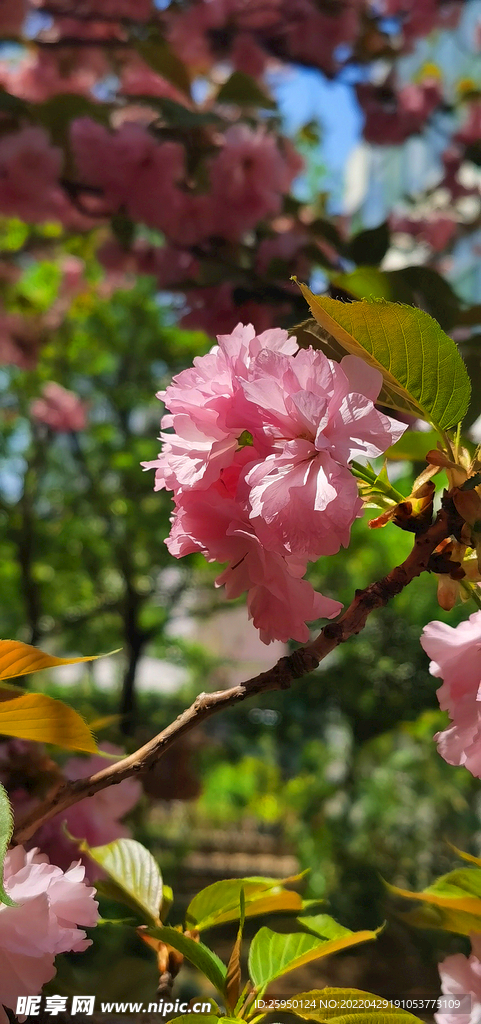 櫻花爛漫
