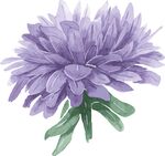 手绘紫菊花
