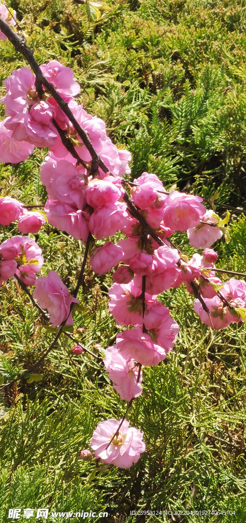 花兒為什么這樣紅