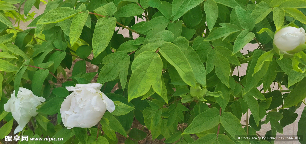 含飽未放白和平