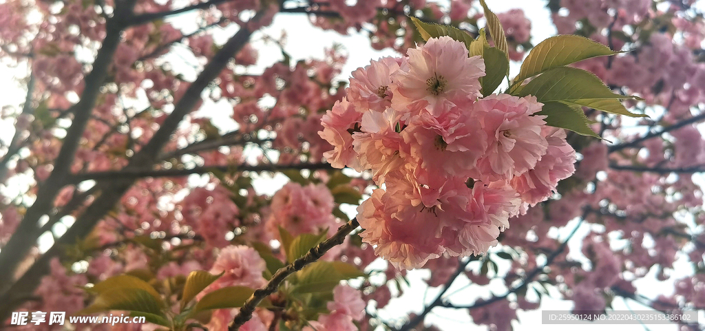 櫻花 爛漫時
