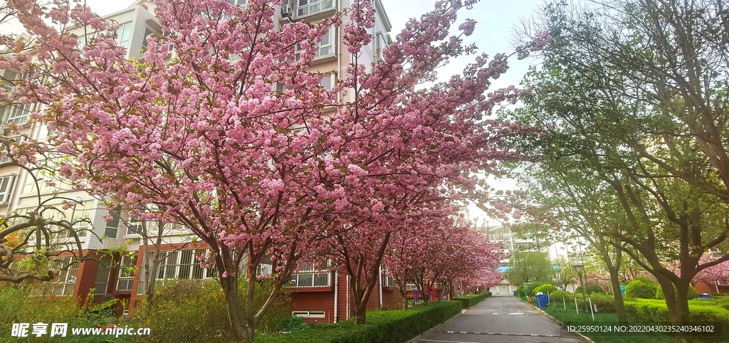 櫻花 爛漫時