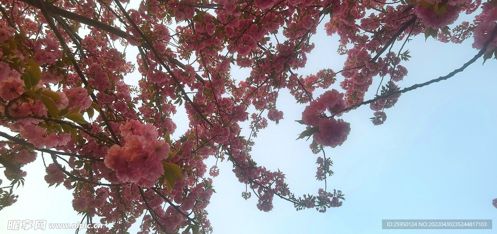 櫻花 爛漫時