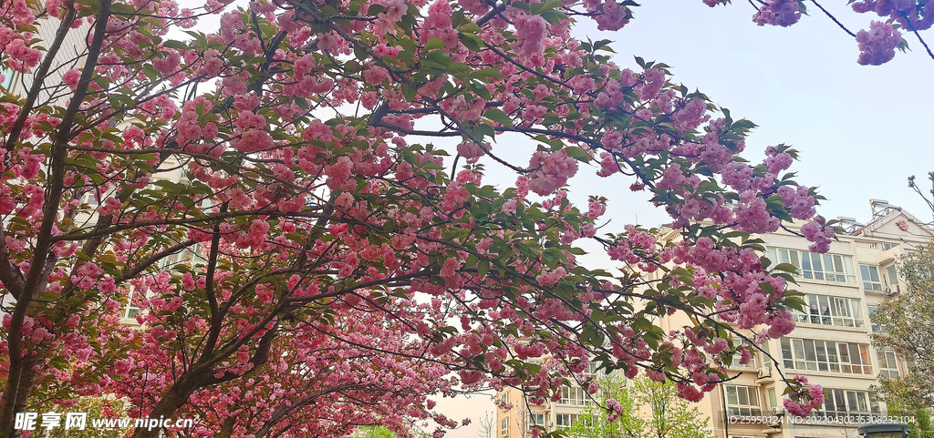 櫻花爛漫時 