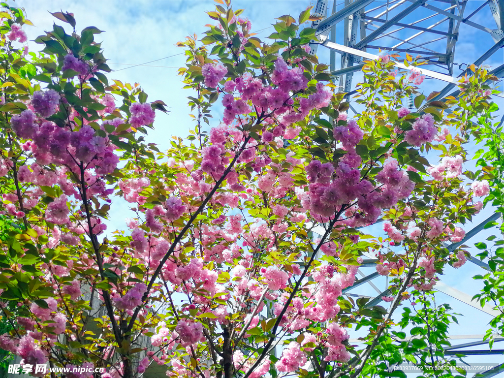 櫻花