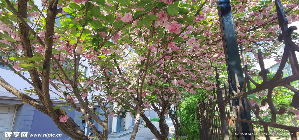 櫻花爛漫時