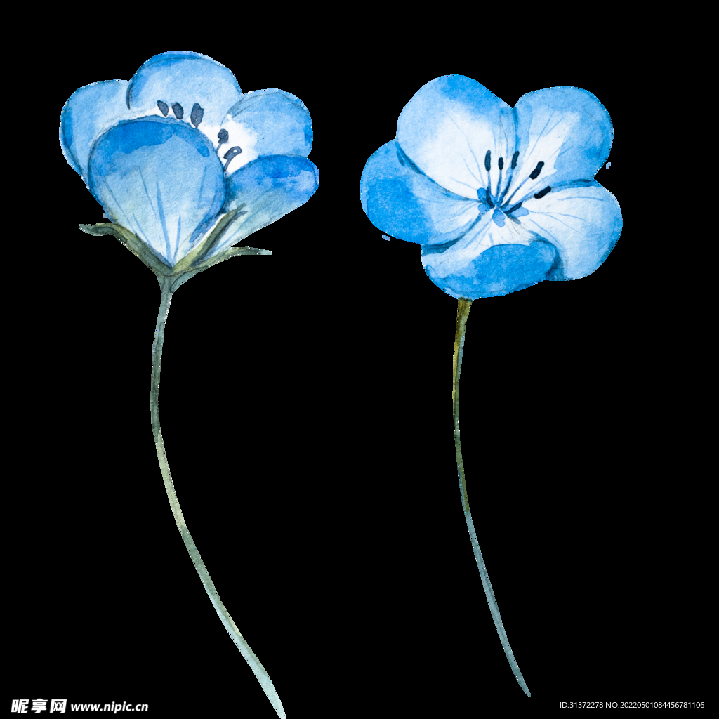 藍(lán)色花圖片