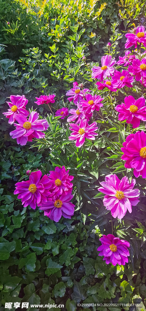 花兒為什么這樣紅