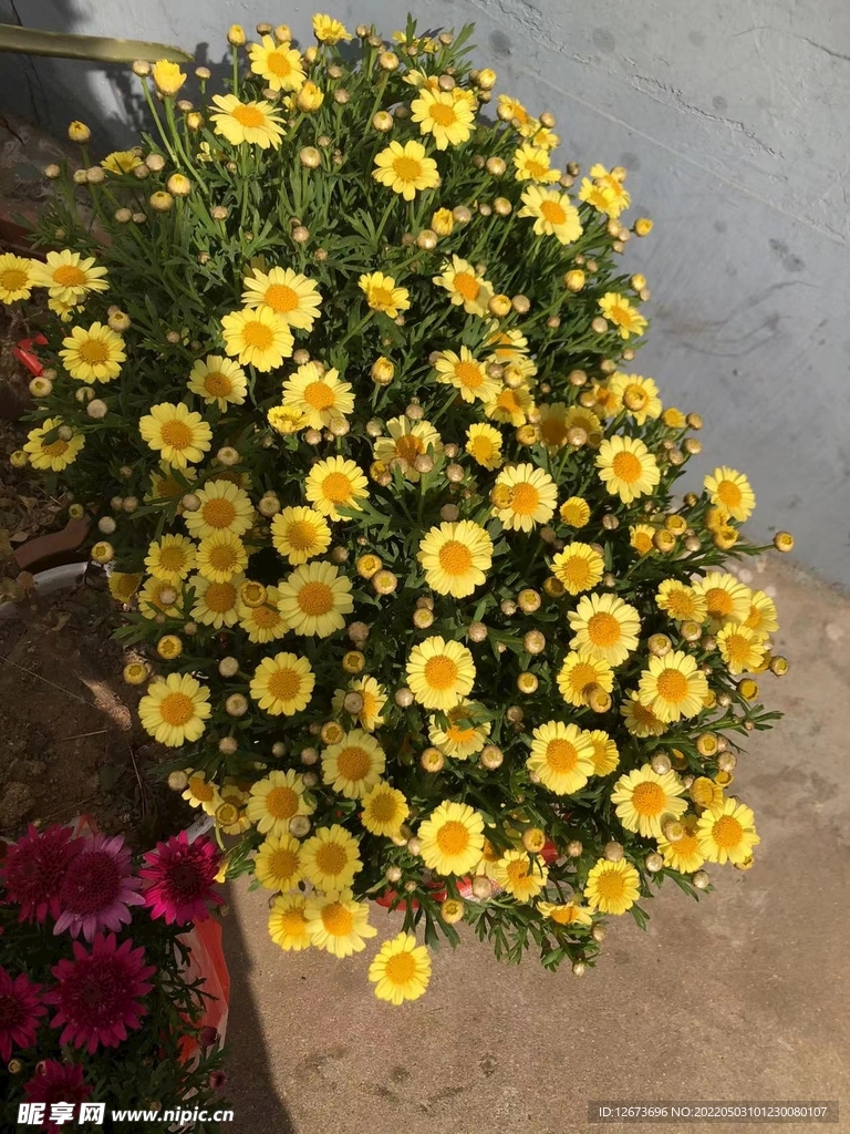 黃色小雛菊