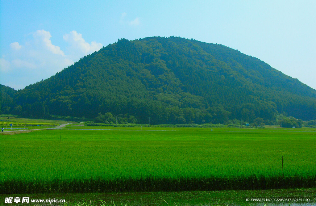 山和草坪