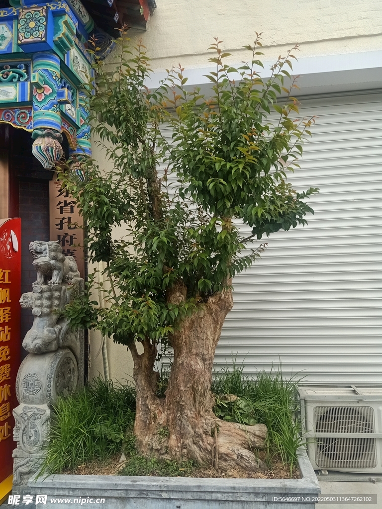 景觀樹(shù)