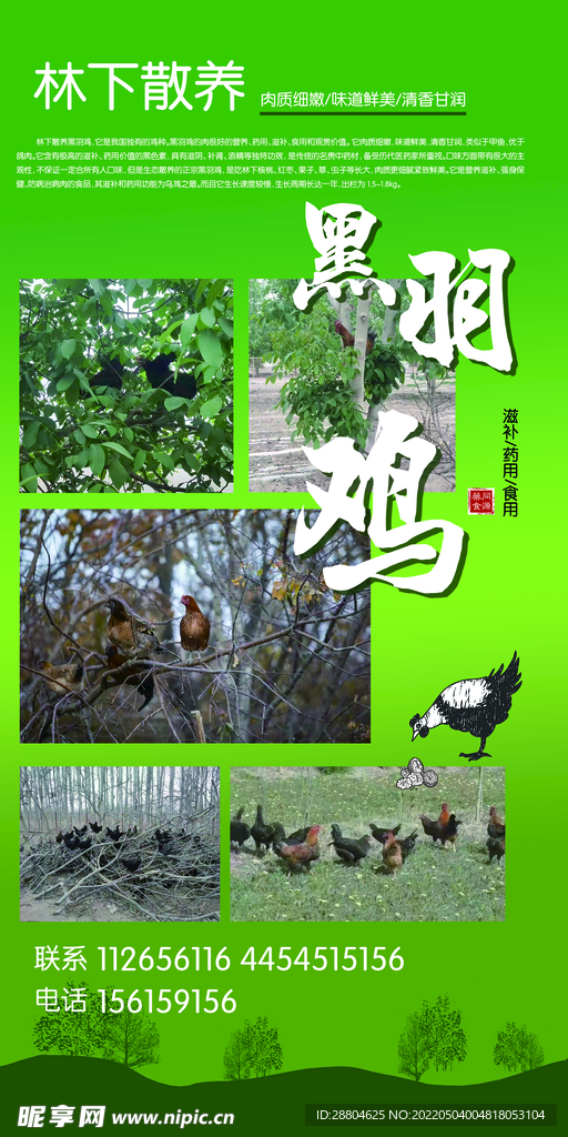 林下黑羽雞