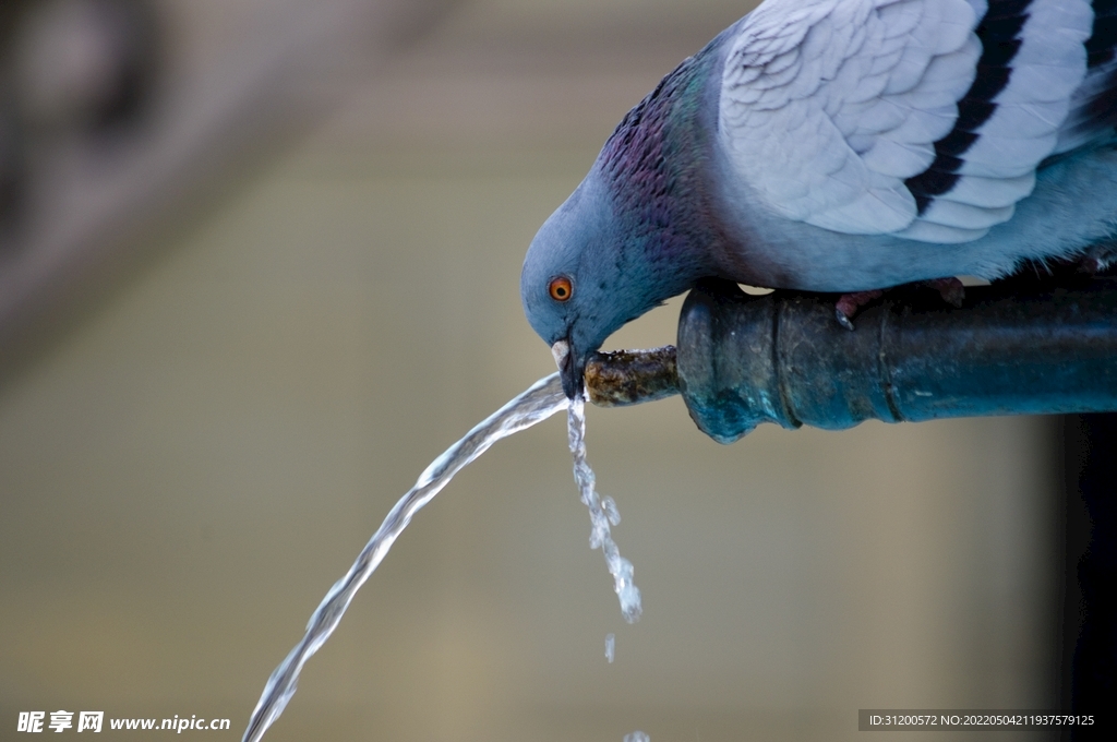 鸽子喝水
