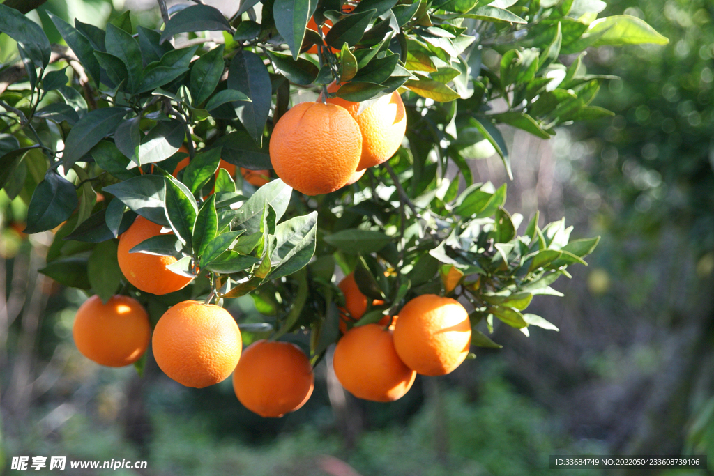 橙子树 新鲜水果