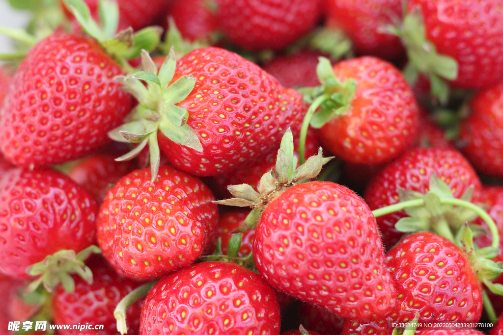草莓 洋莓 地果 地莓
