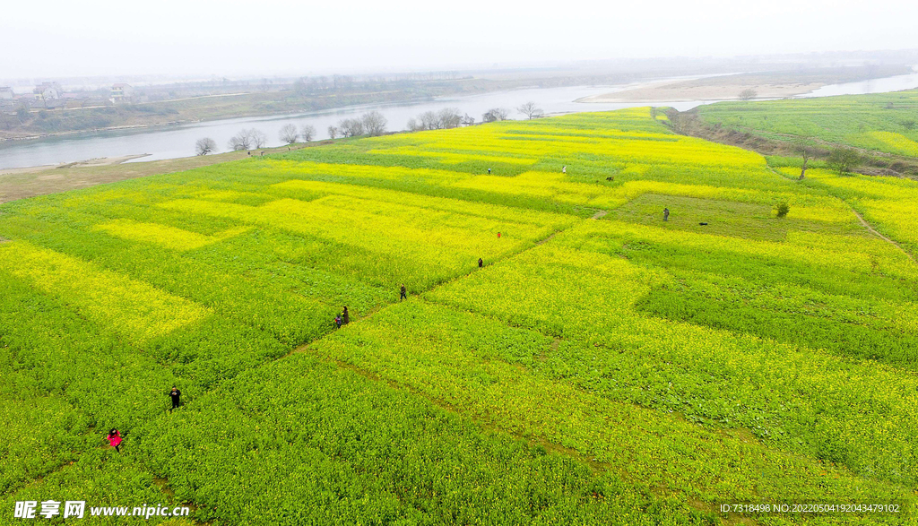 油菜基地