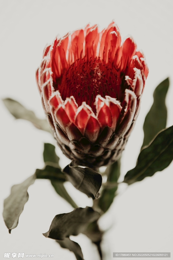 帝王花
