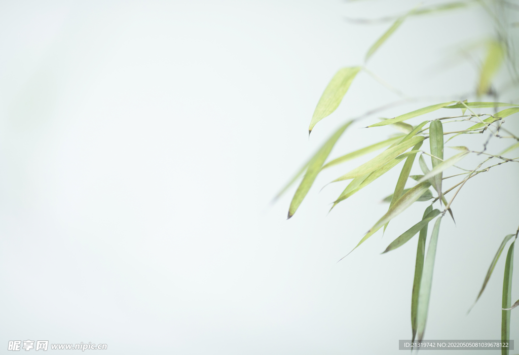 極簡竹子攝影