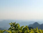 樹葉 藍天