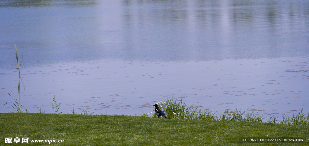 湖边小鸟儿