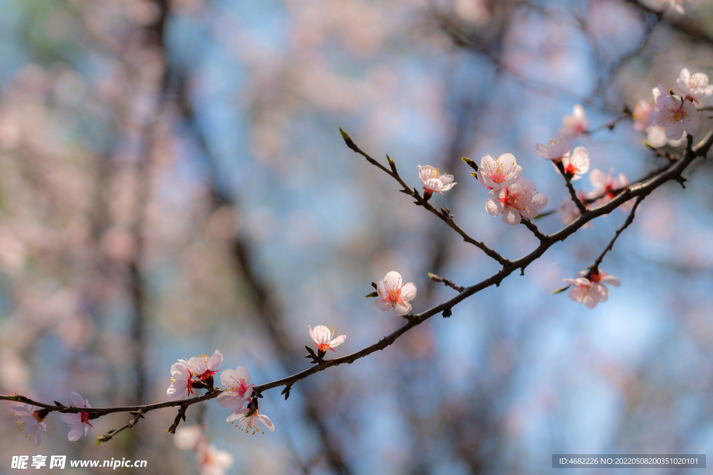 春天里盛开的桃花枝