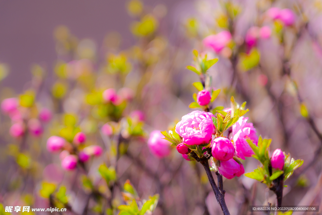 春天里含苞待放的粉色桃花