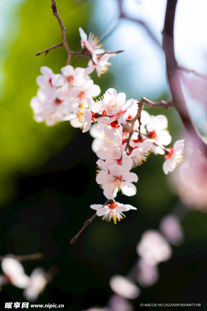 春天盛开的粉桃花