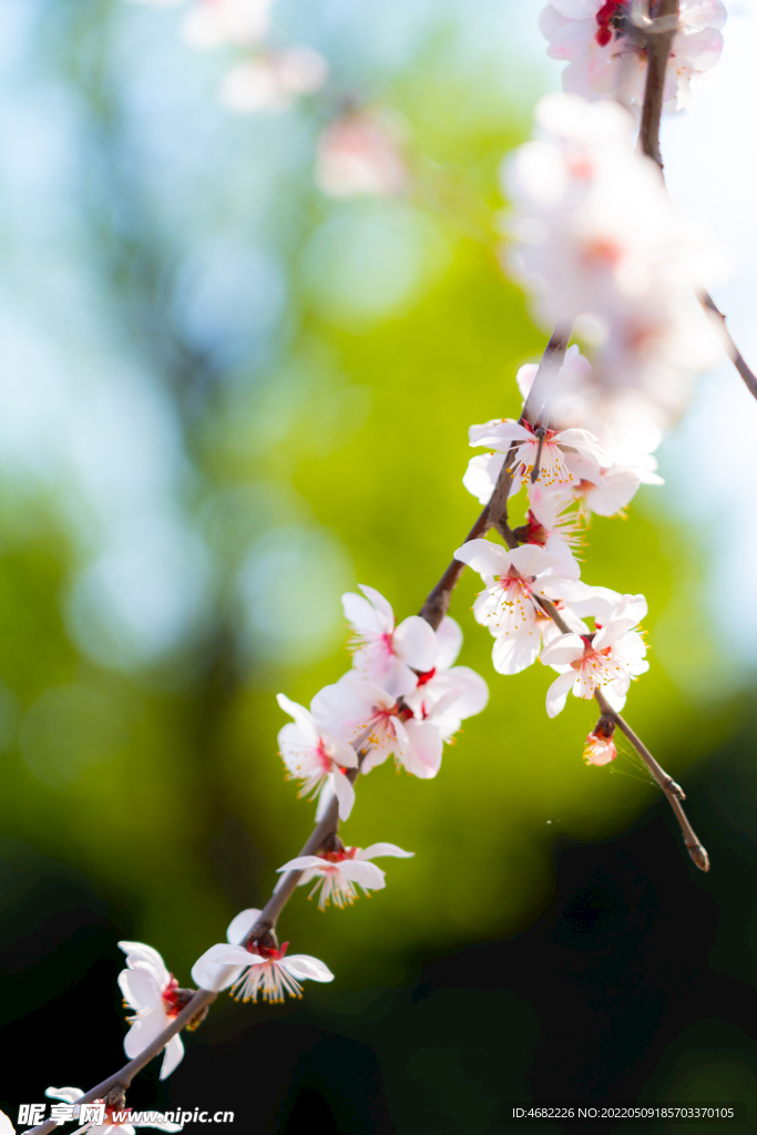 春天盛开的粉色桃花