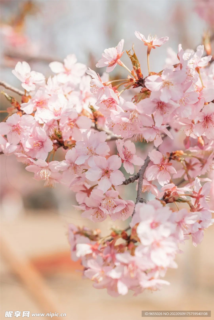 花又開