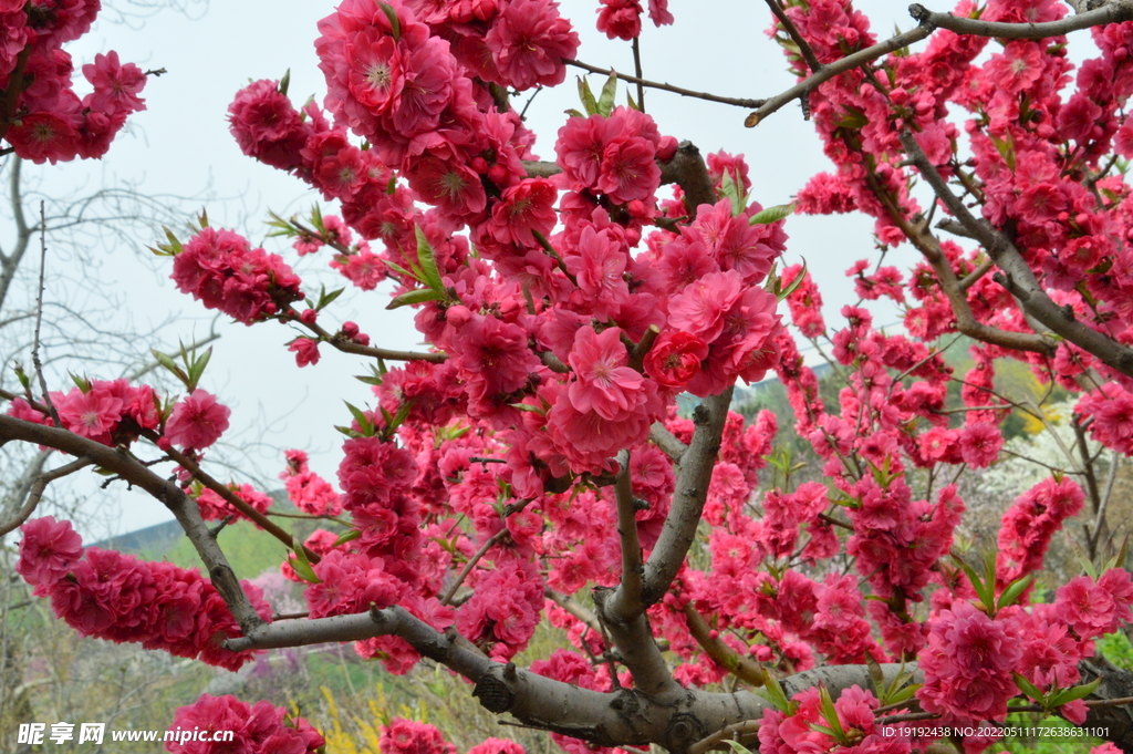 碧桃花