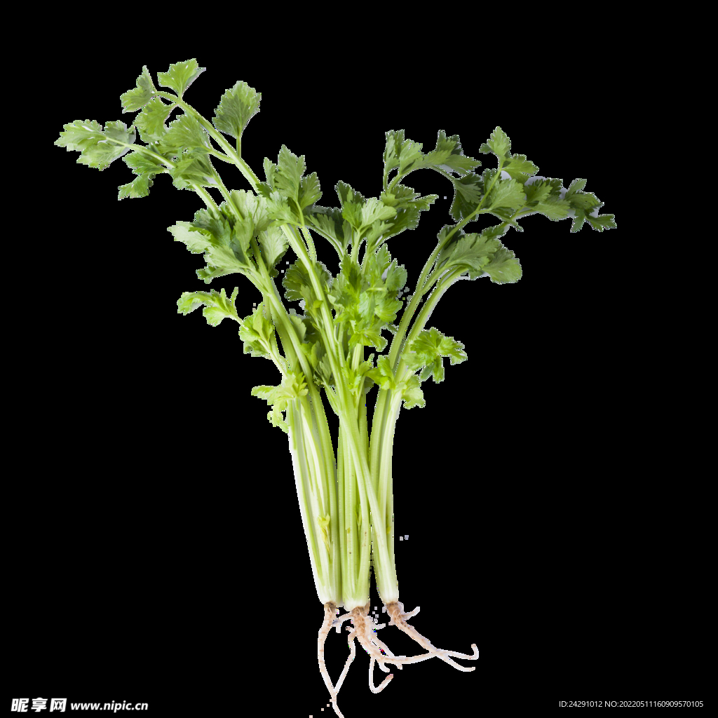 芹菜