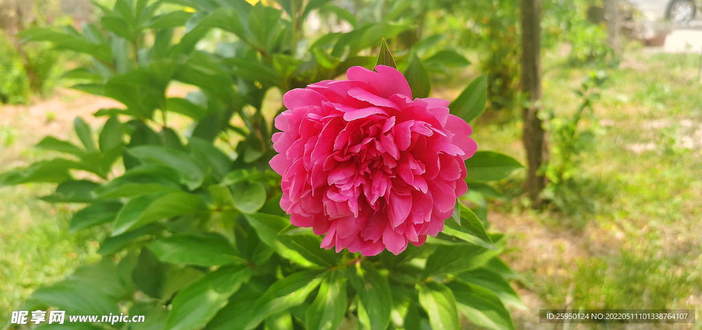 紅芍藥