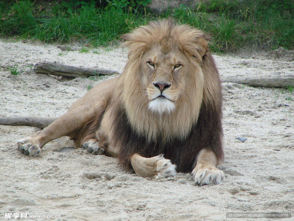 雄獅