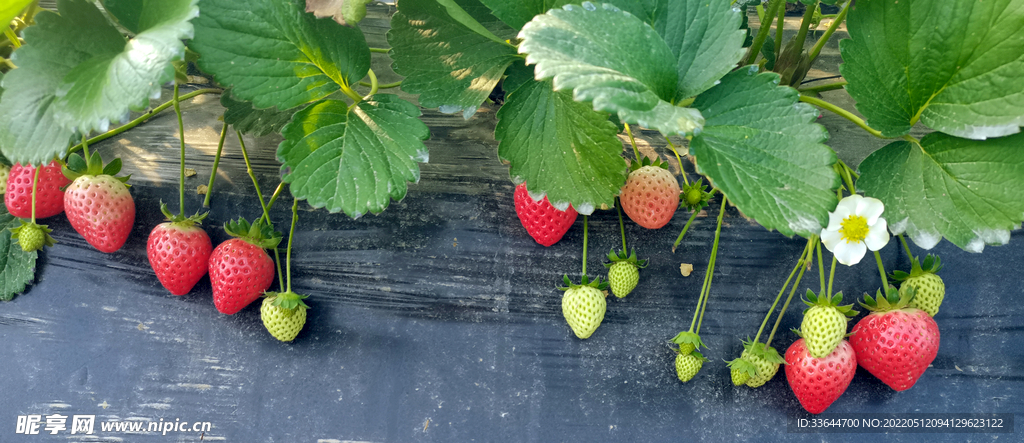 成长中的草莓实物图拍摄