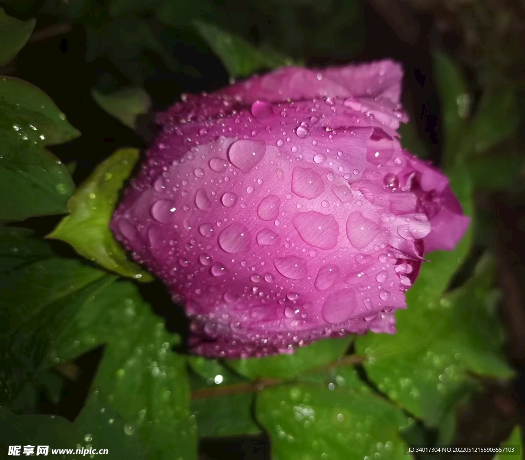 牡丹之雨后